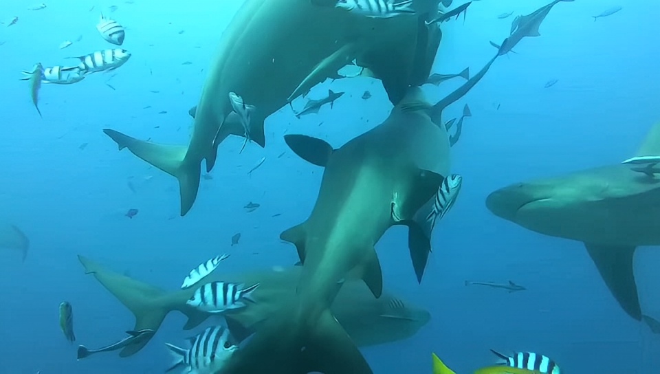 斐济荣获“最优越鲨鱼潜水胜地”称号
