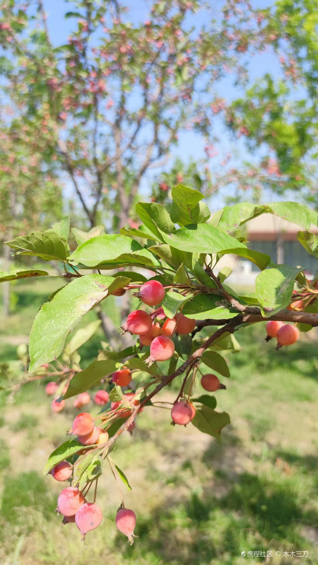 秋韵_天津精武文化公园玩法