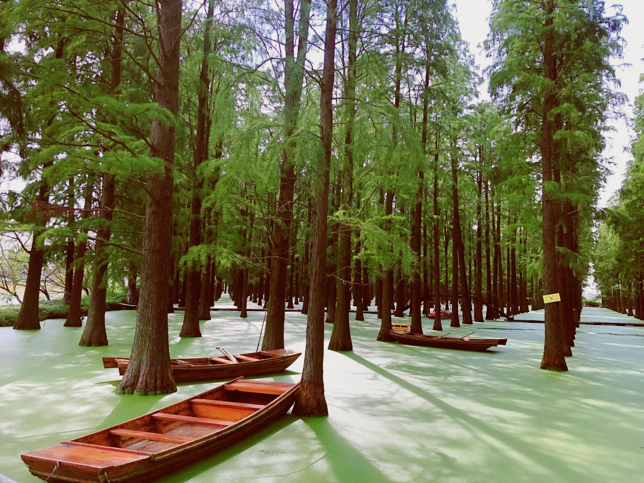 网红水上森林｜渌洋湖湿地公园