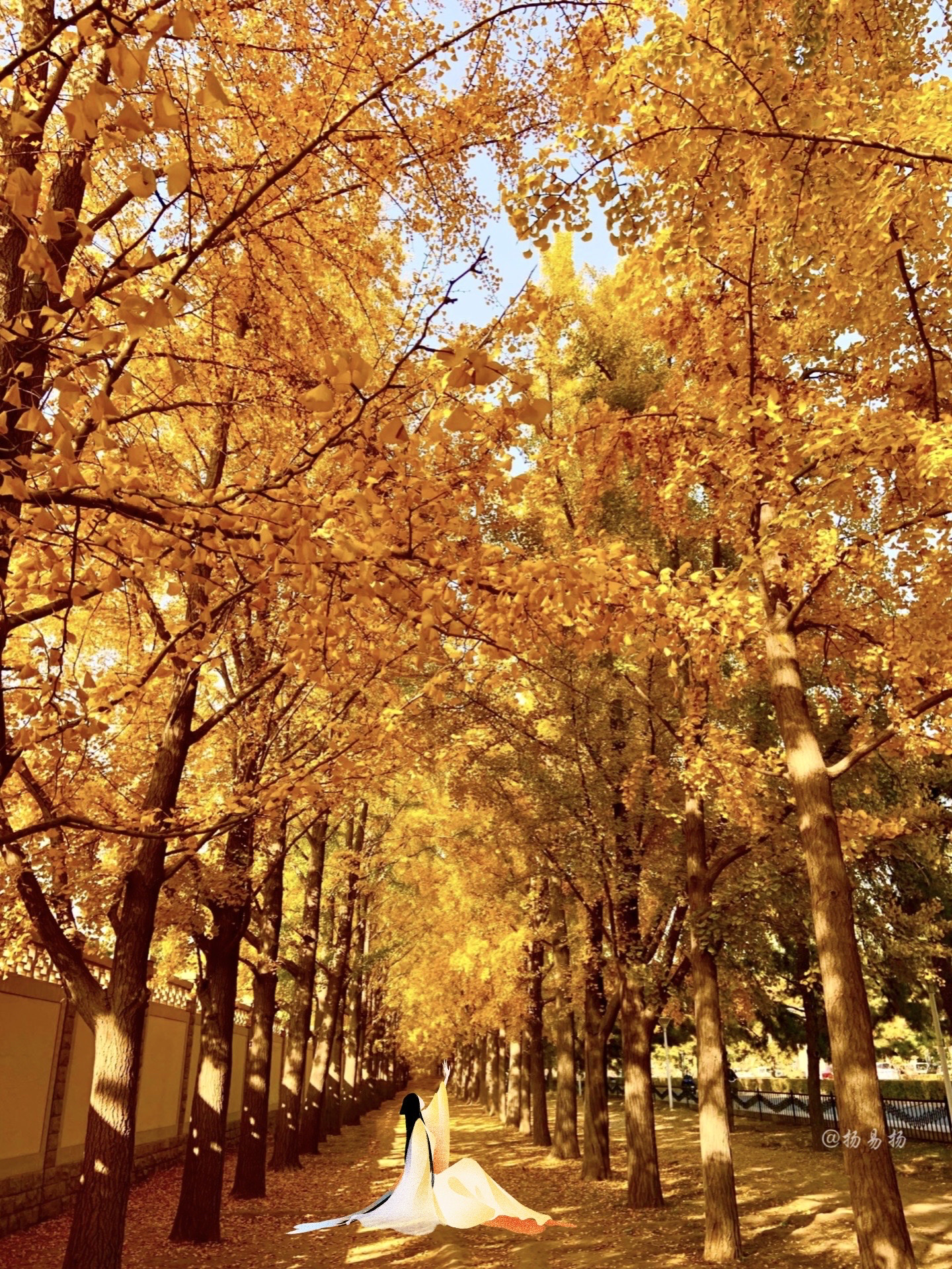 北京的秋天“满城尽是金灿灿”