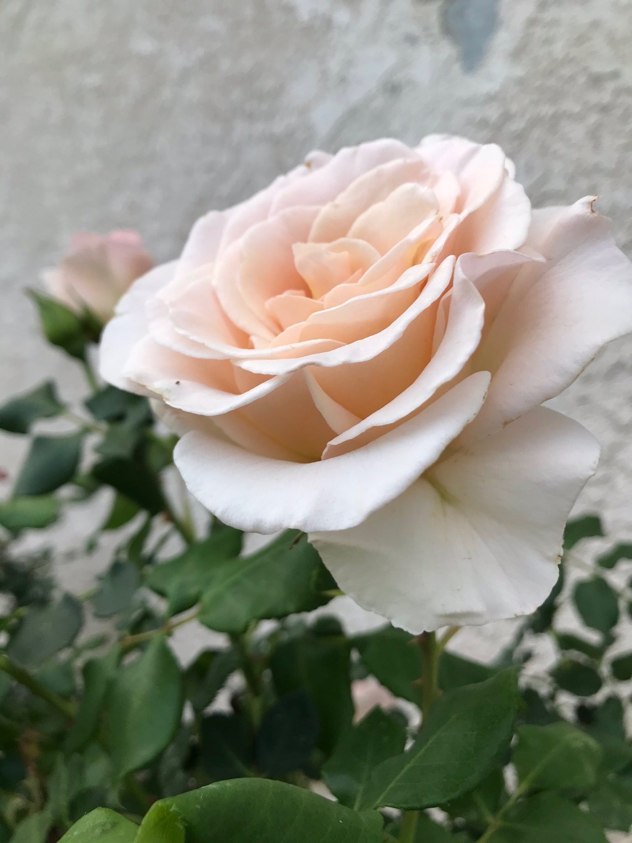 美丽的玫瑰🌹