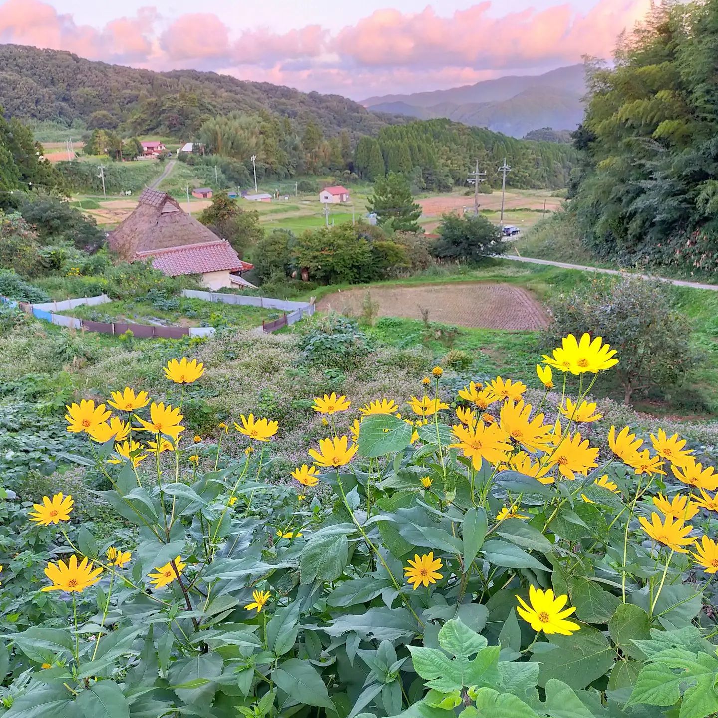 日本百选梯田之山王寺梯田