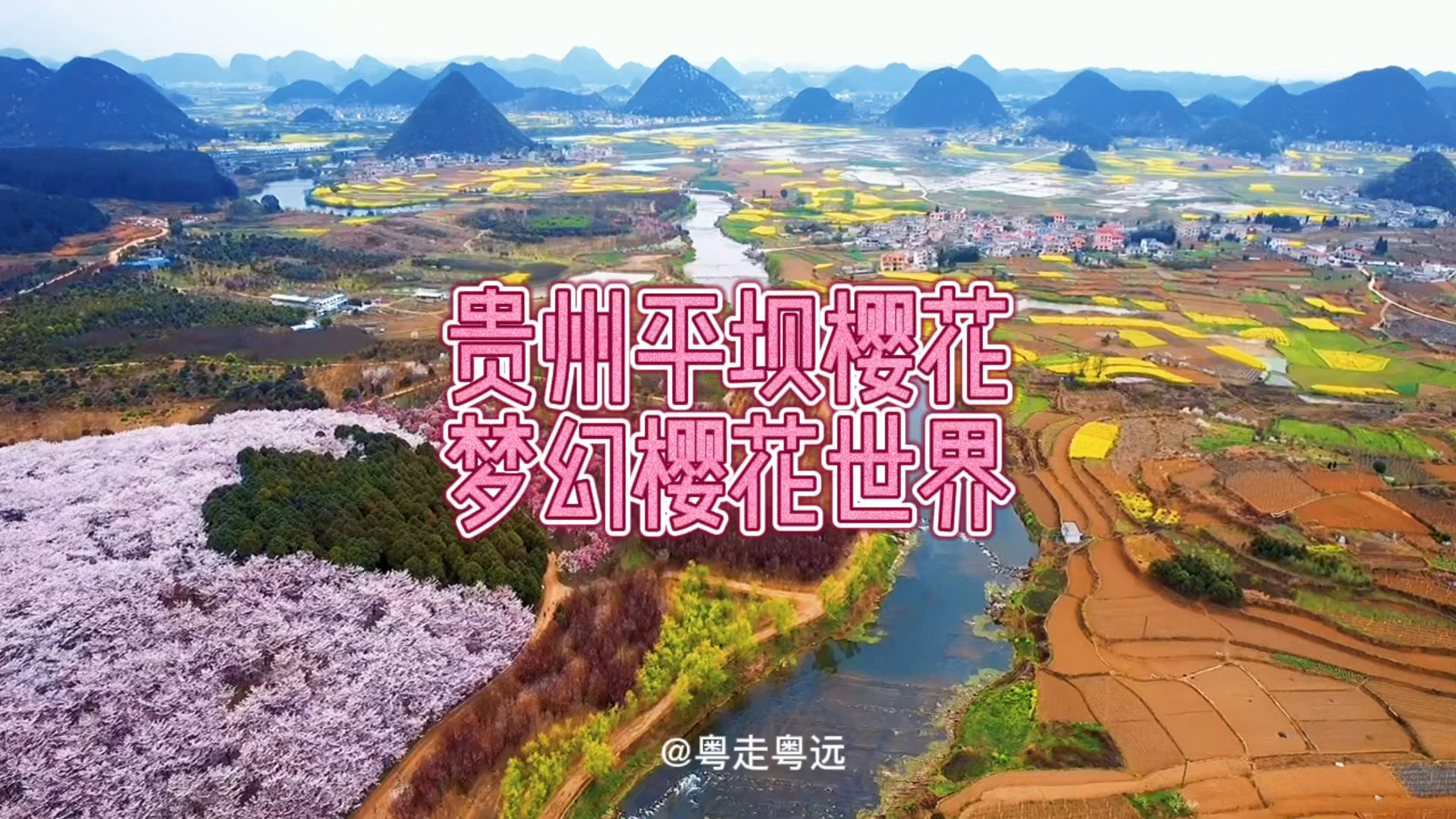 2022年的春天 贵州平坝的樱花不可错过