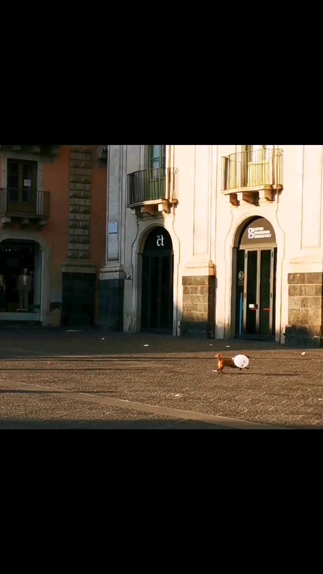 意大利小狗也能踢⚽， 肃然起敬。卡塔尼亚，西西里岛，意大利