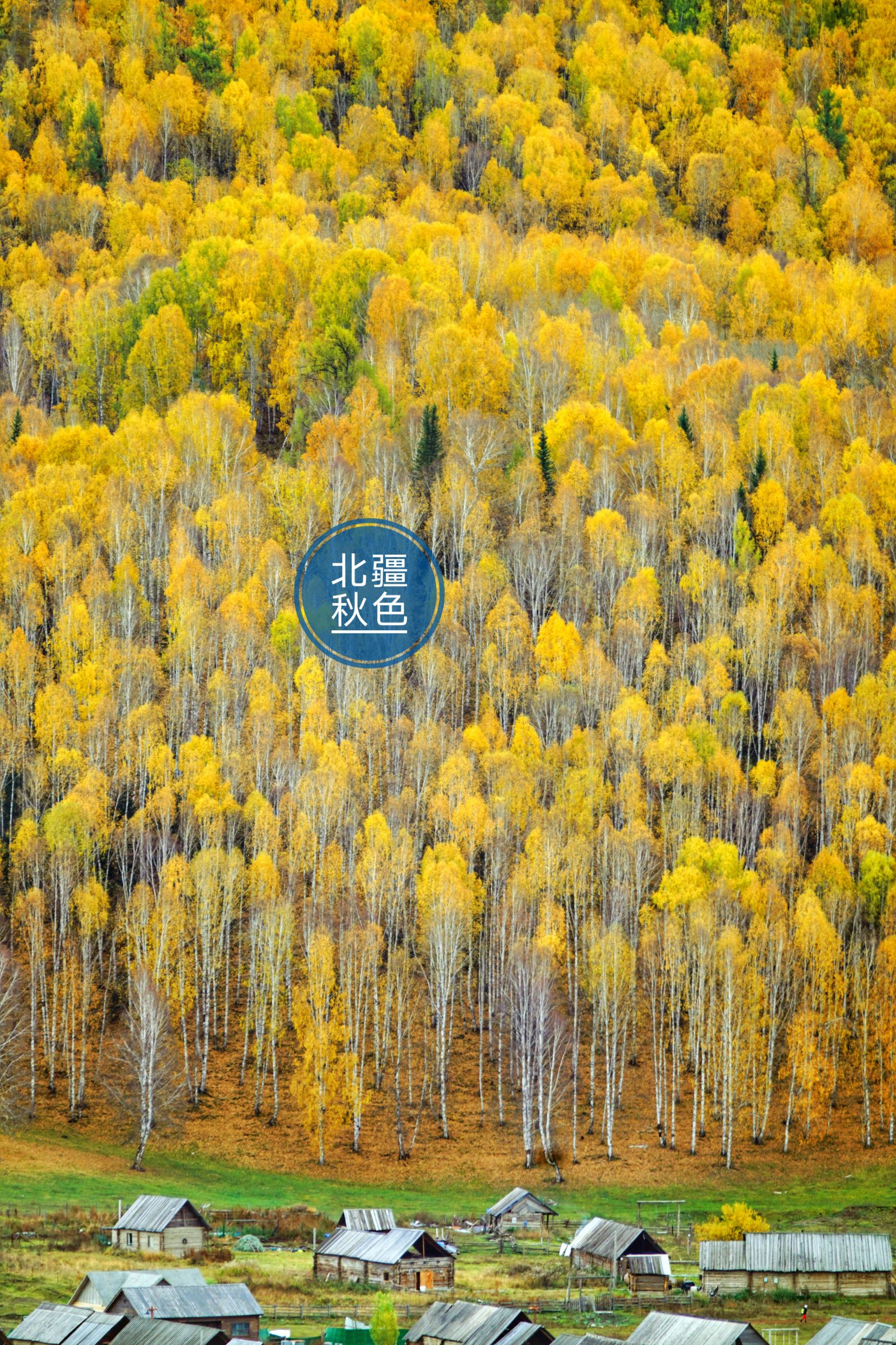 站在金色北疆连打一个喷嚏都是“爱秋”