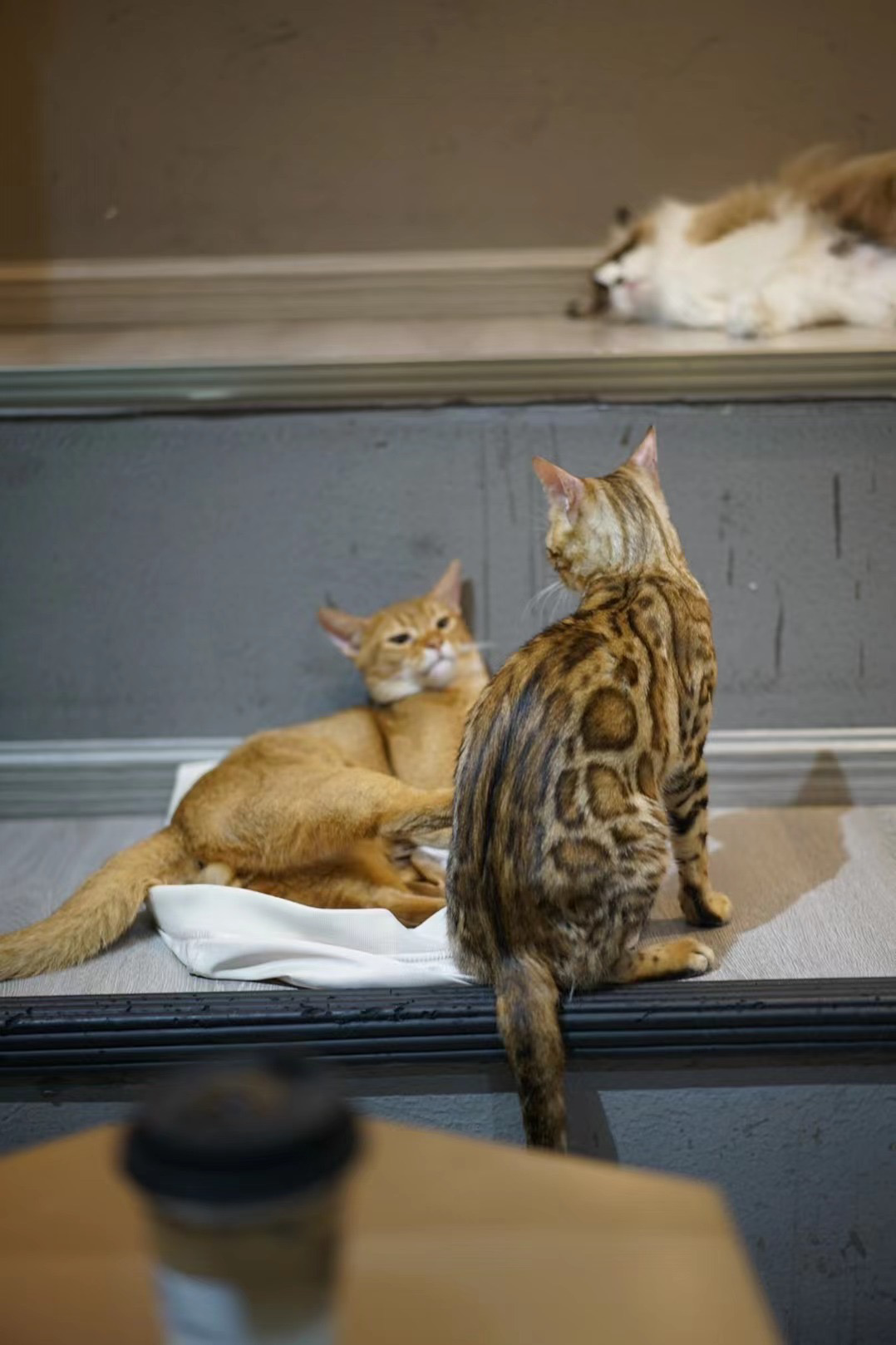 猫咪森林餐厅图片