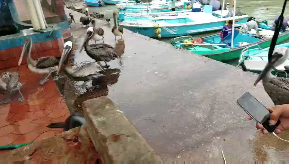 【厄瓜多尔】加拉帕戈斯群岛偷鱼的海狮