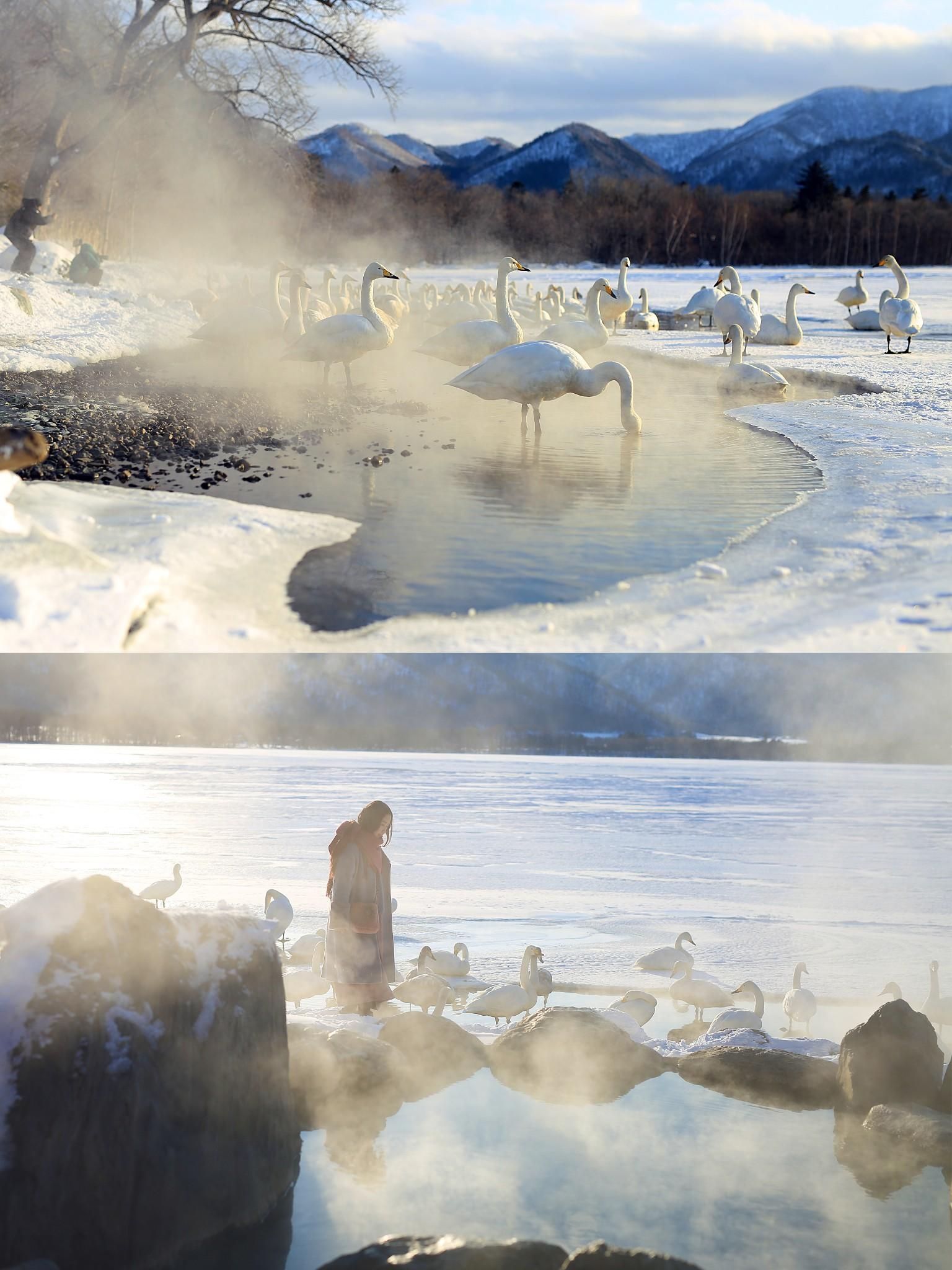 北海道|私藏泡野汤、喂天鹅秘境