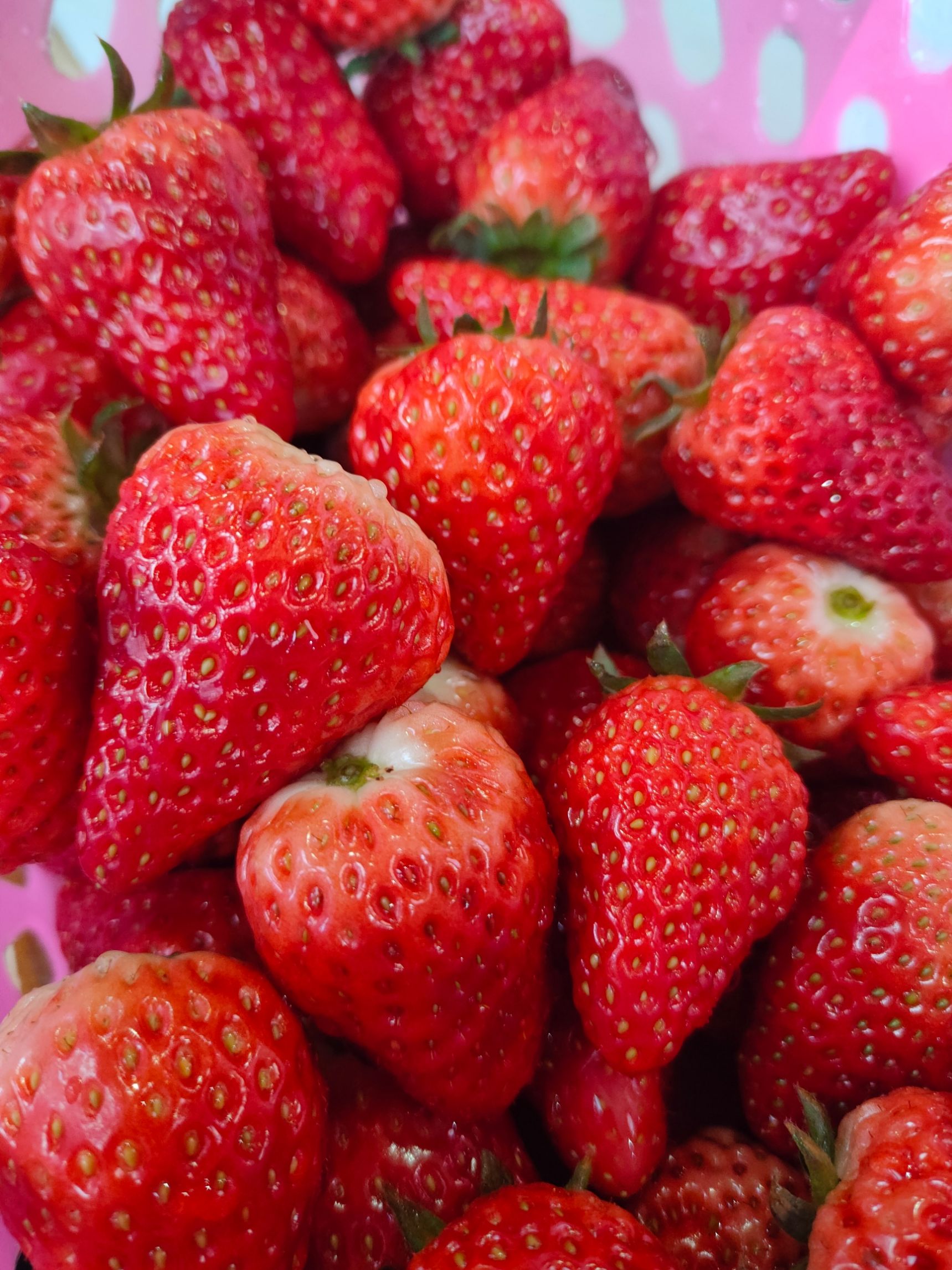 摘草莓🍓