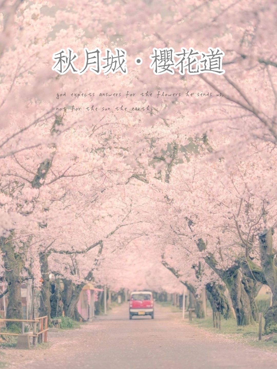 日本福冈秋月城迹·杉之马场美丽樱花道