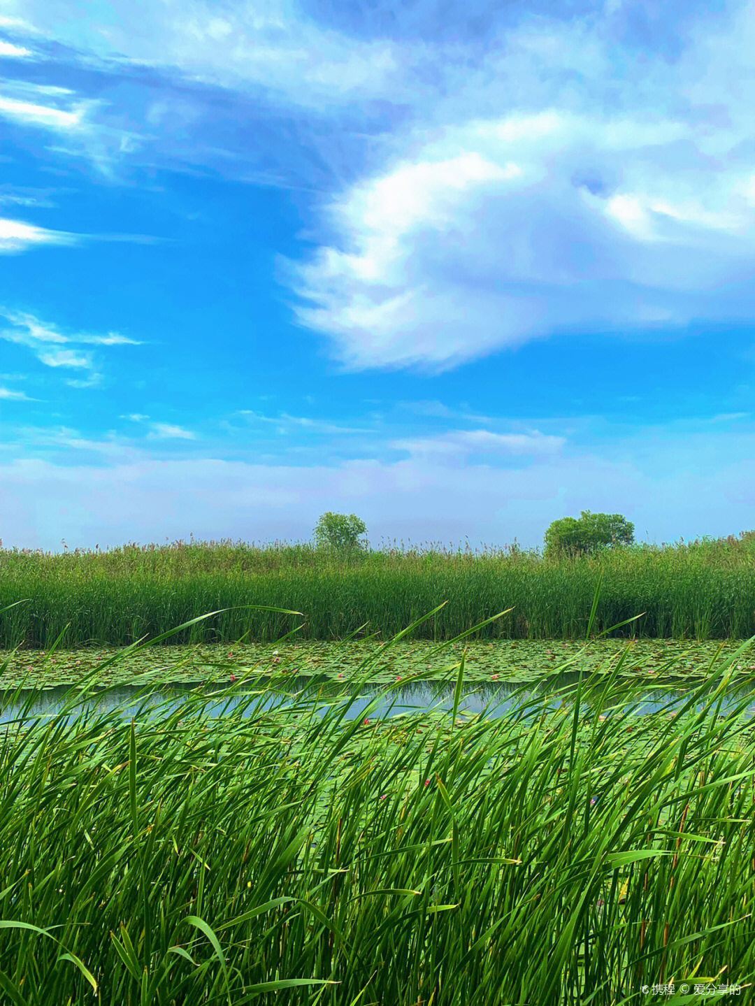 我也拥有宫崎骏的夏天—苏州太湖湿地公园