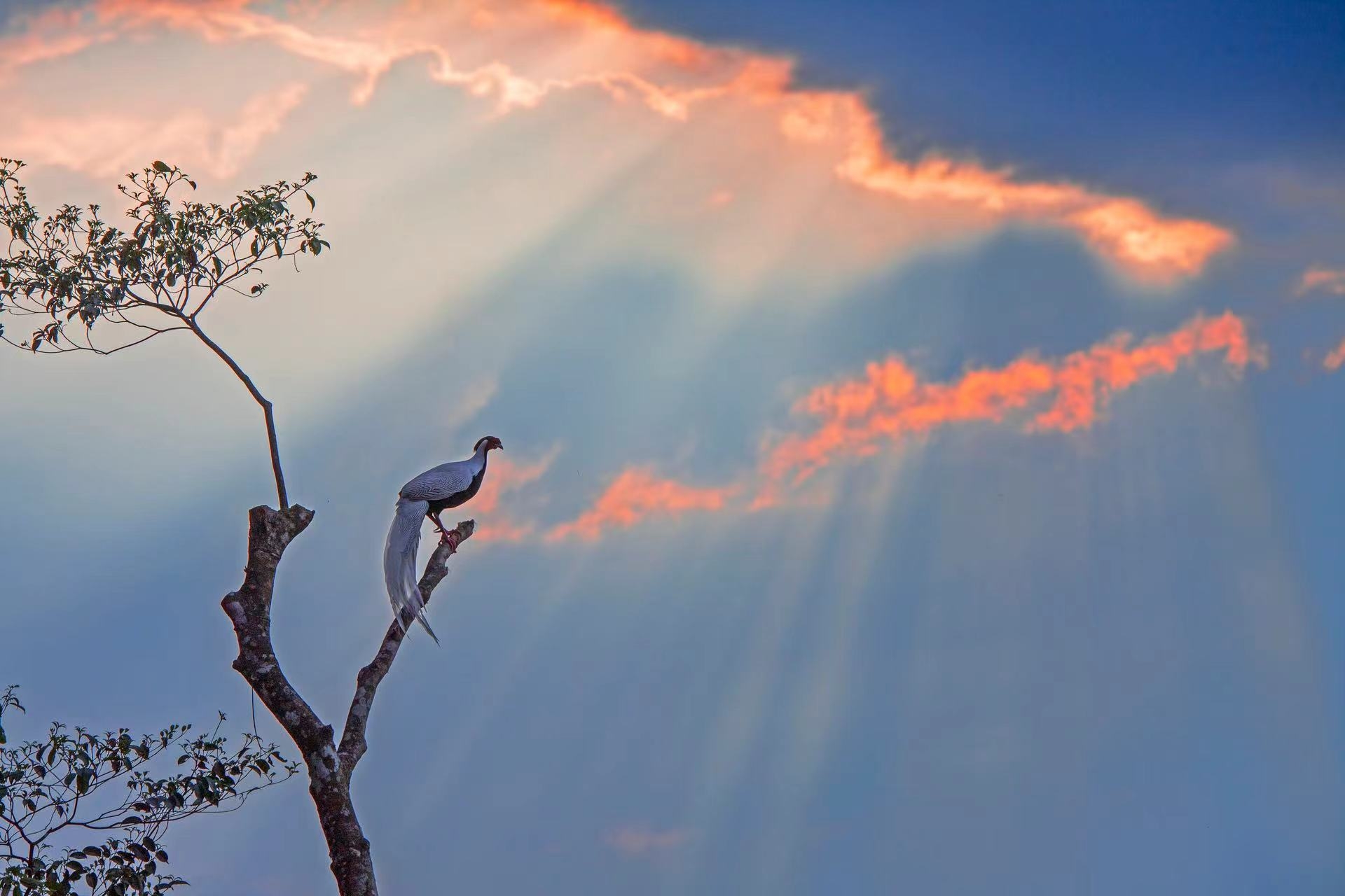 白鹇觅食的时间主要在白天，天亮就下地活动，上午和下午各有一次活动的高峰期。到了黄昏，它们就会飞到树上