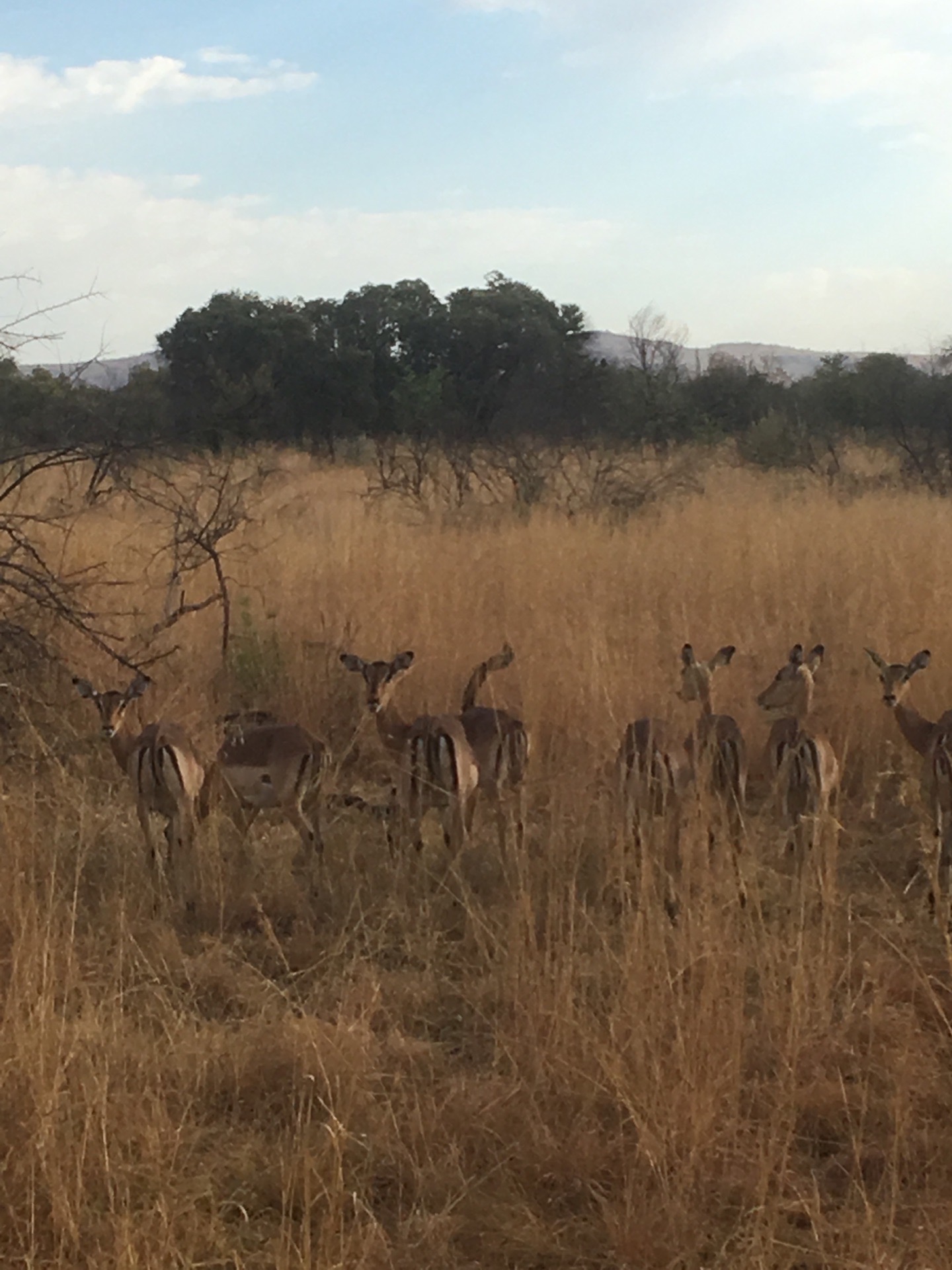 当我们的游览车靠近一群可爱的小鹿的时候，小鹿警觉的抬起头来，担心的看向我们，我们也只能远远的拿起手机