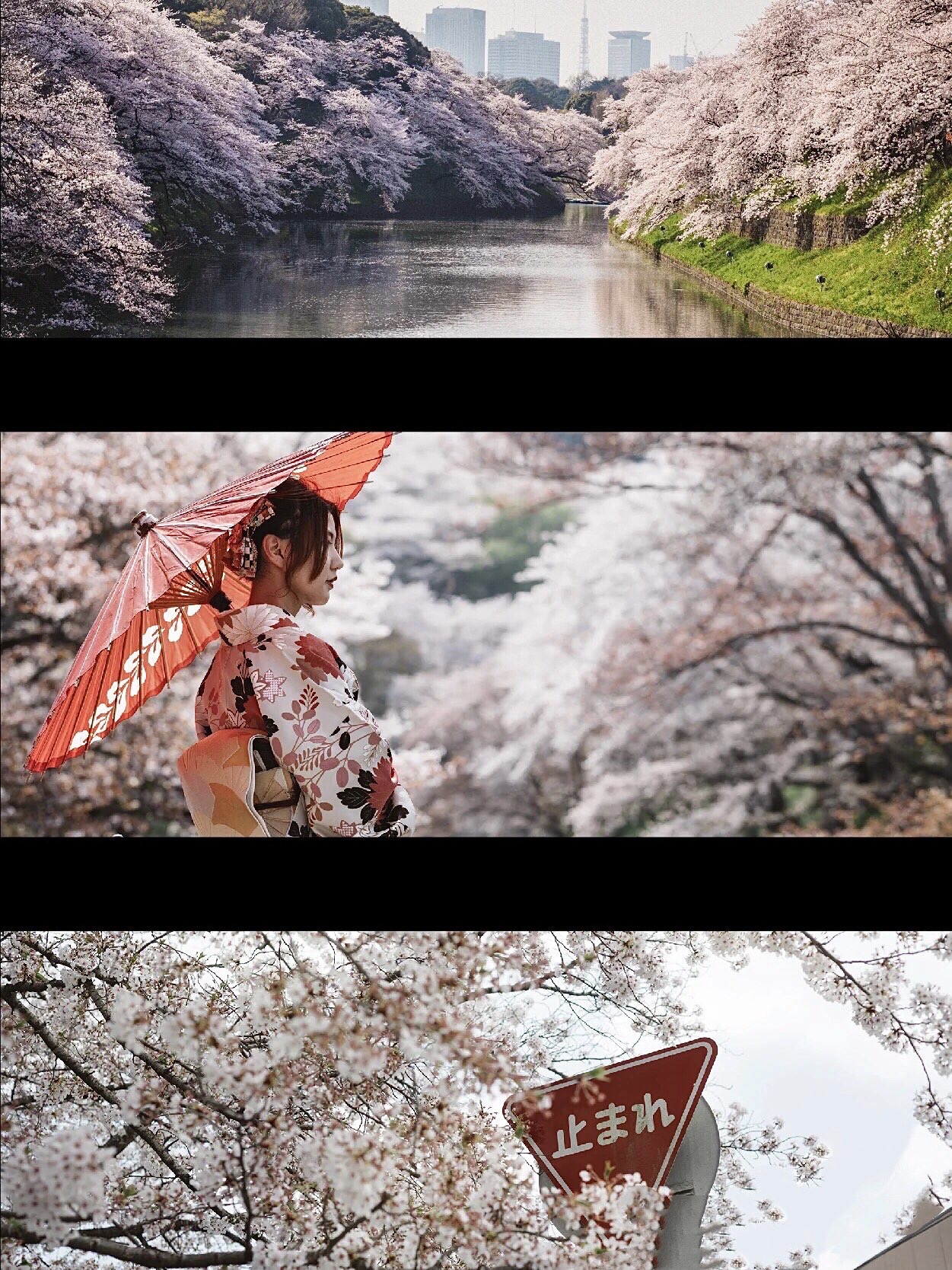 去不了日本，就来“云赏樱”吧