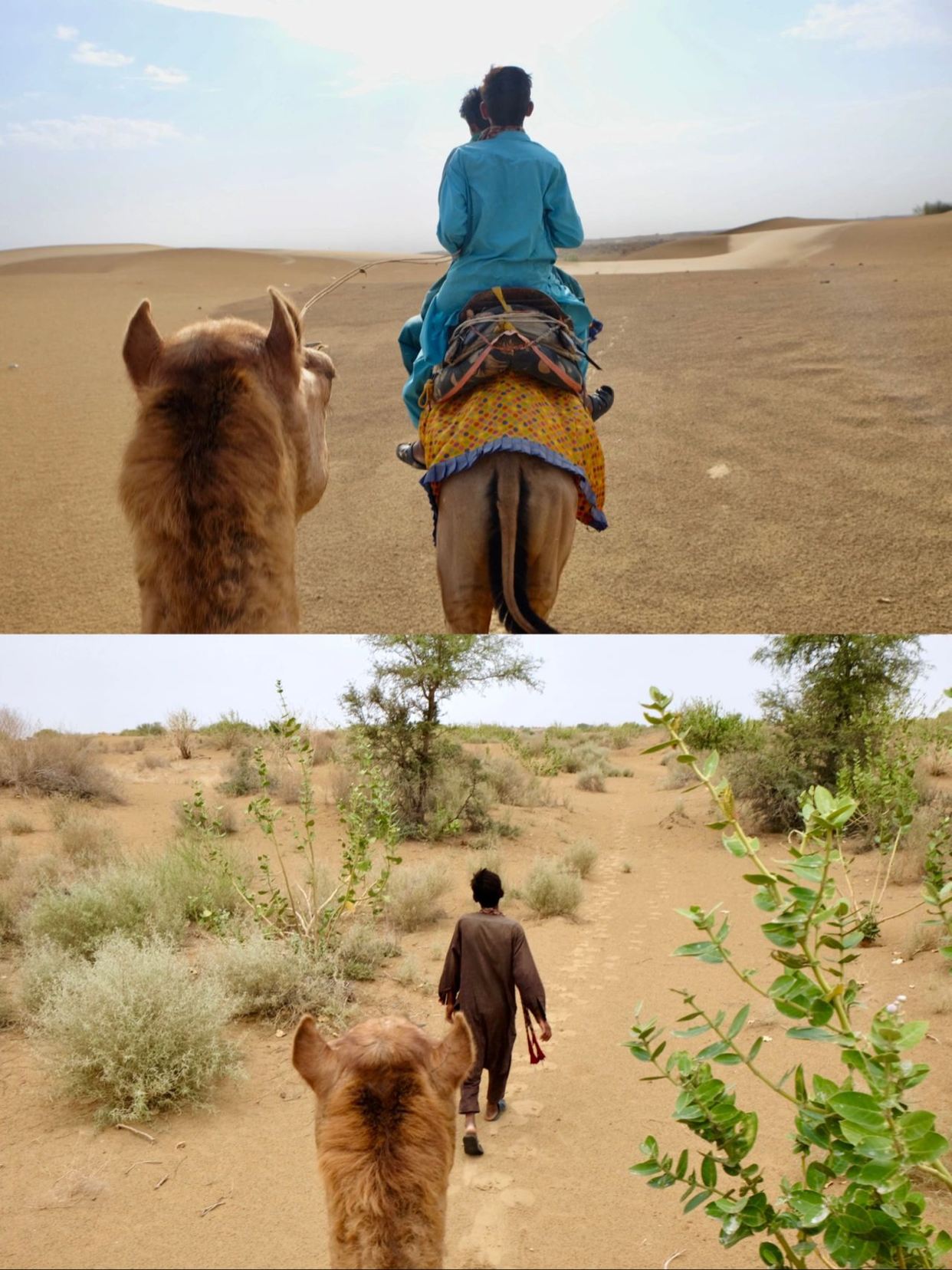 印度杰伊瑟尔梅尔｜沙漠骆驼之旅🐫