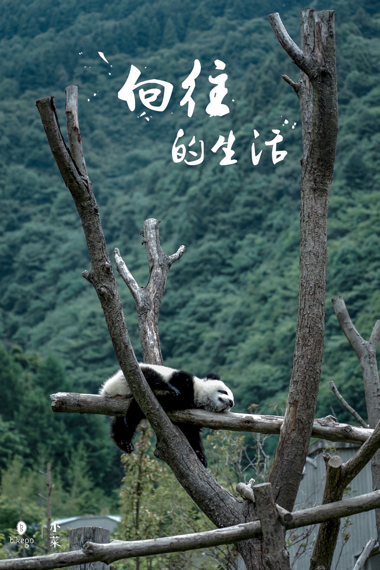成都周边｜来卧龙洗肺撸熊猫，过向往的生活  来成都看熊猫🐼，除了人挤人去熊猫基地，如果时间充足，我更