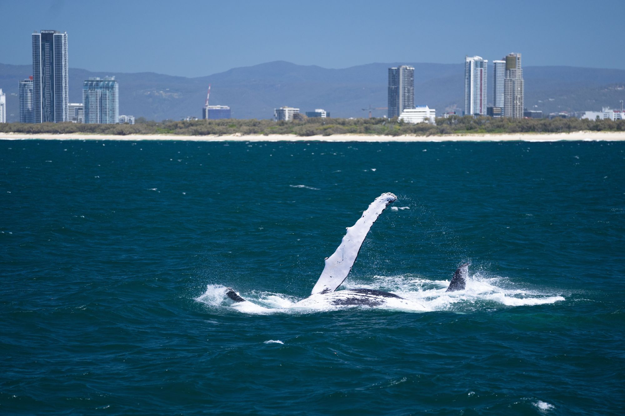 在黄金海岸看大鲸鱼