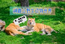 西霞口神雕山野生动物园景点图片