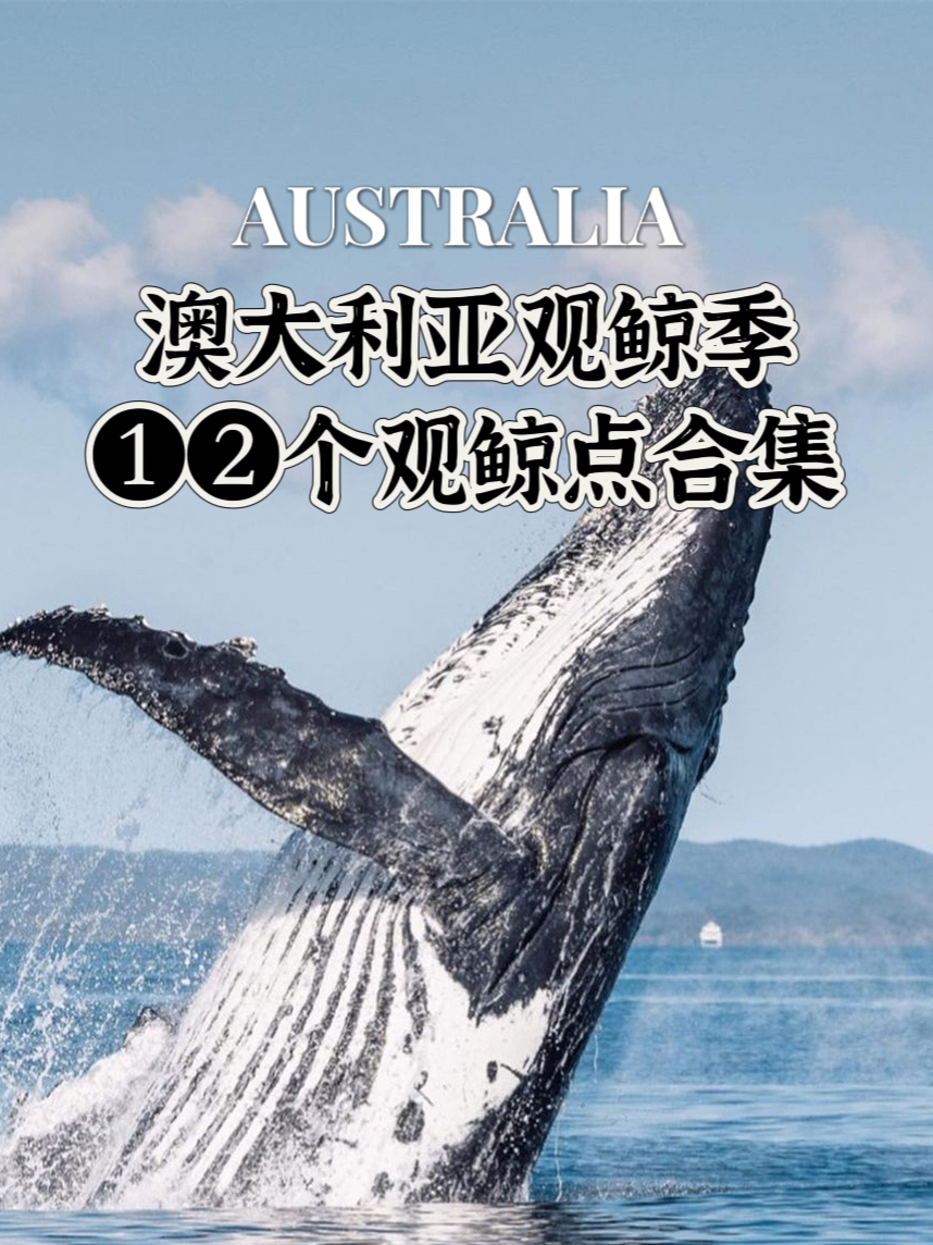 澳大利亚观鲸季攻略 | 12个绝佳观赏地