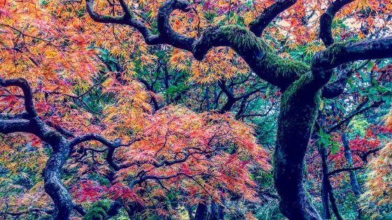 華盛頓公園植物園