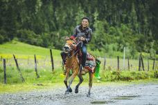 鲁朗花海牧场景区-林芝-西藏旅游股份