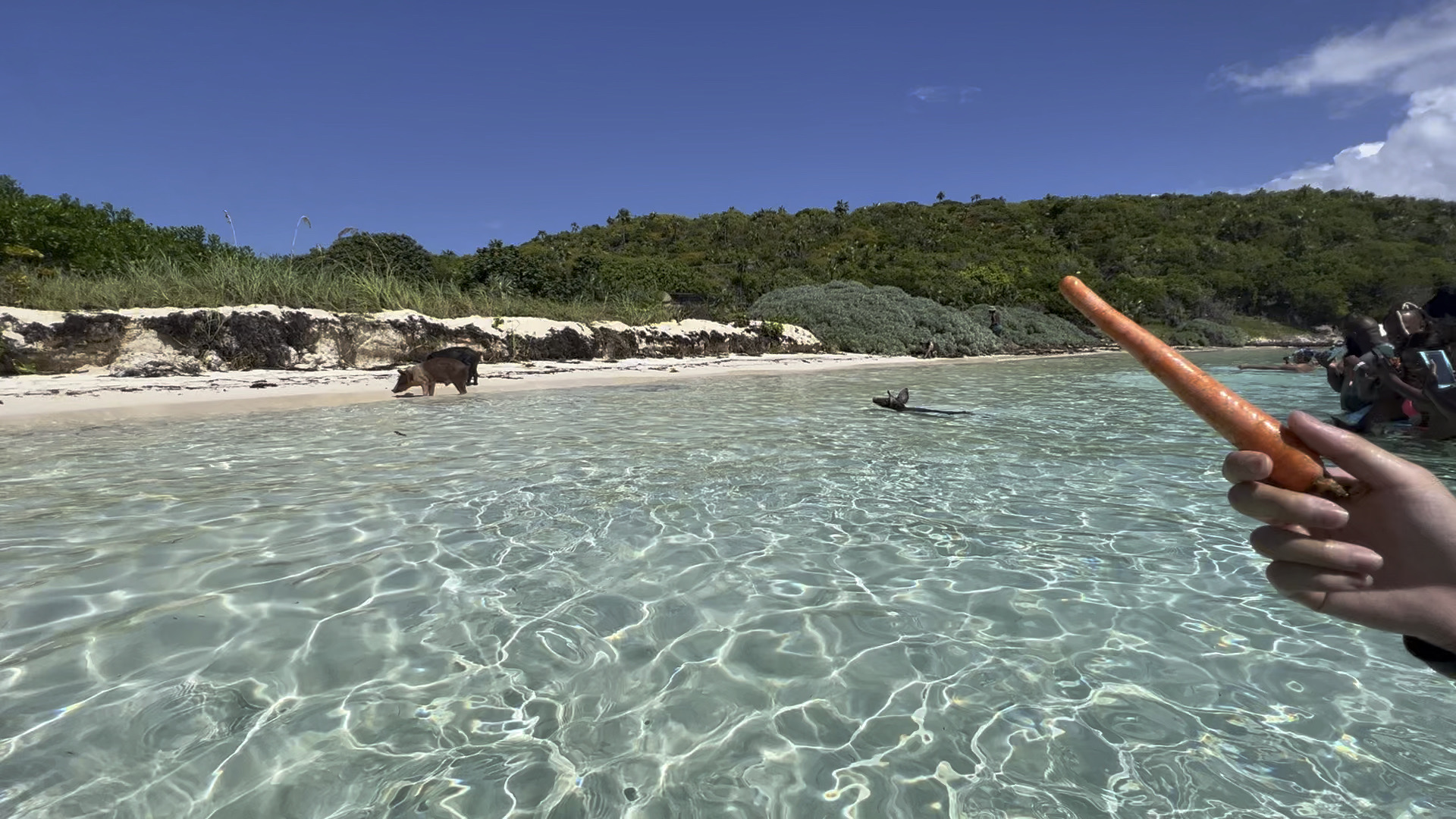 加勒比海的巴哈马猪岛上喂可爱的游水猪猪，它们喜欢吃红萝卜，叼着了即刻游上岸，另猪岛海水有吃人鲨鱼&魔