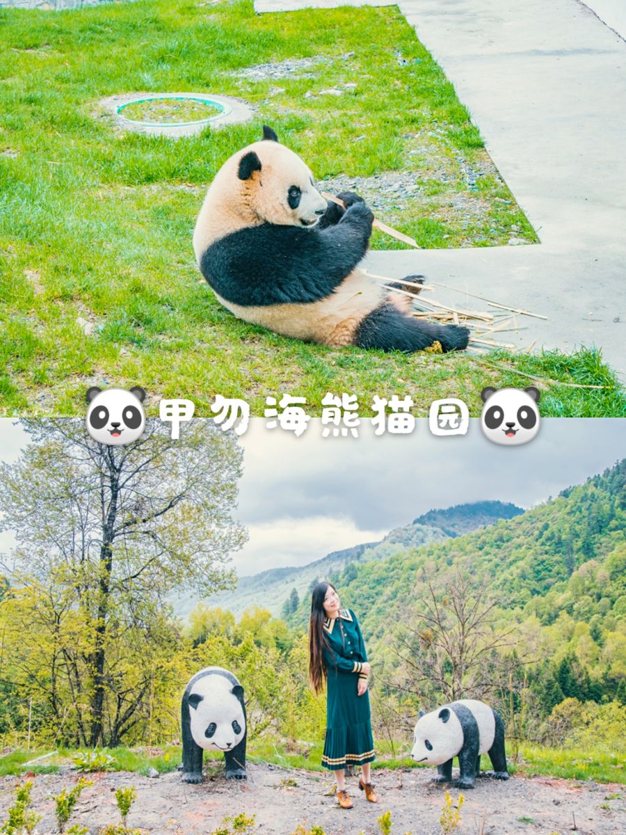 自驾四川|九寨沟县这个地方可以看大熊猫