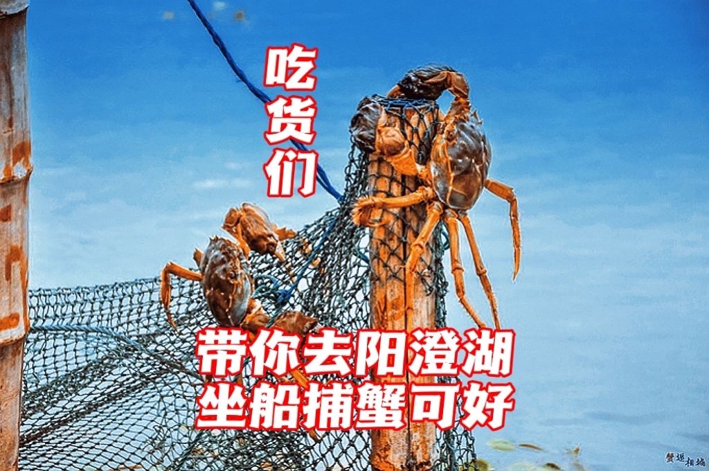 苏州| 阳澄湖大闸蟹，自己捕、和卖的区别