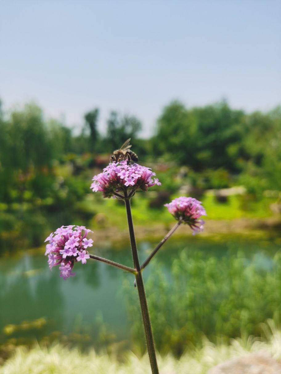 开在春夏的小菊花