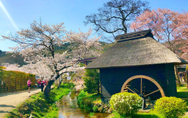 忍野八海名泉そば