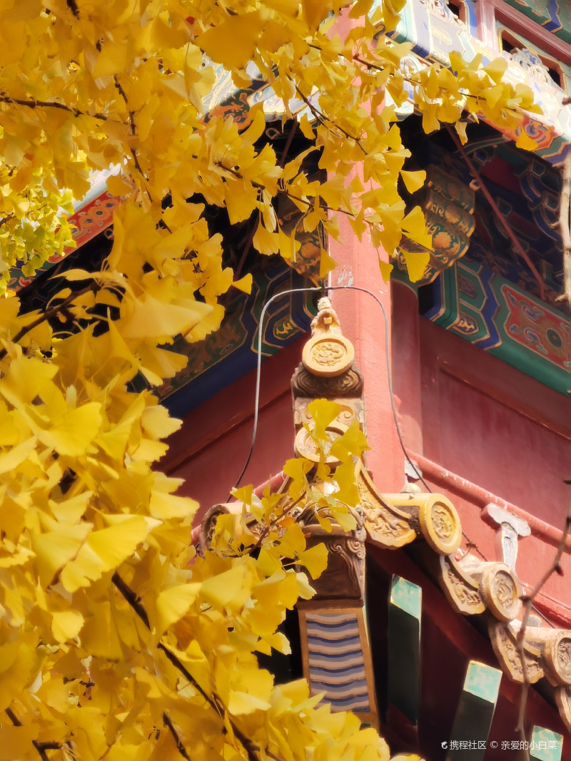 故宫银杏之十八槐（弘义阁）