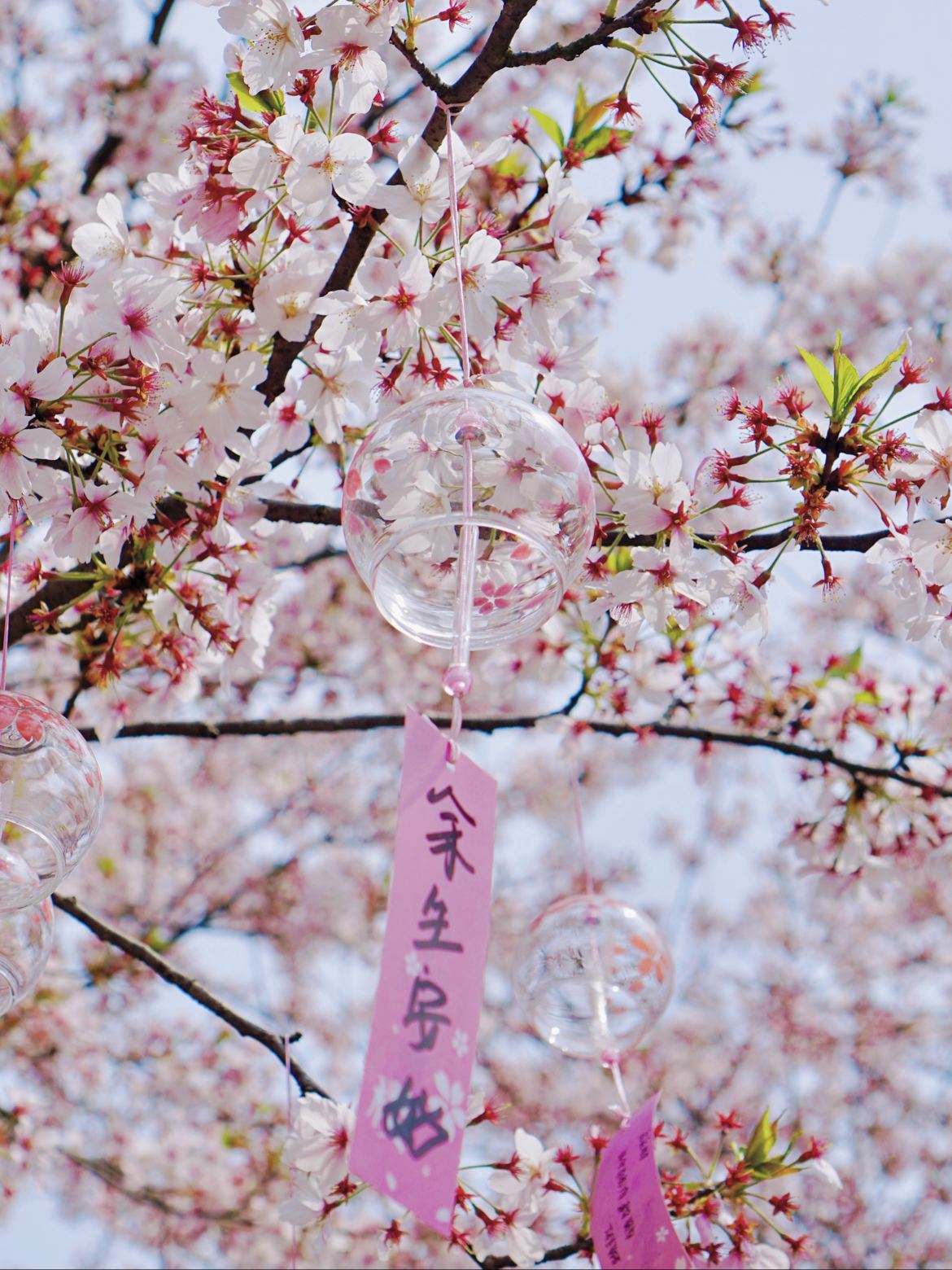 无锡·鼋头渚｜这是我见过国内最美的樱花