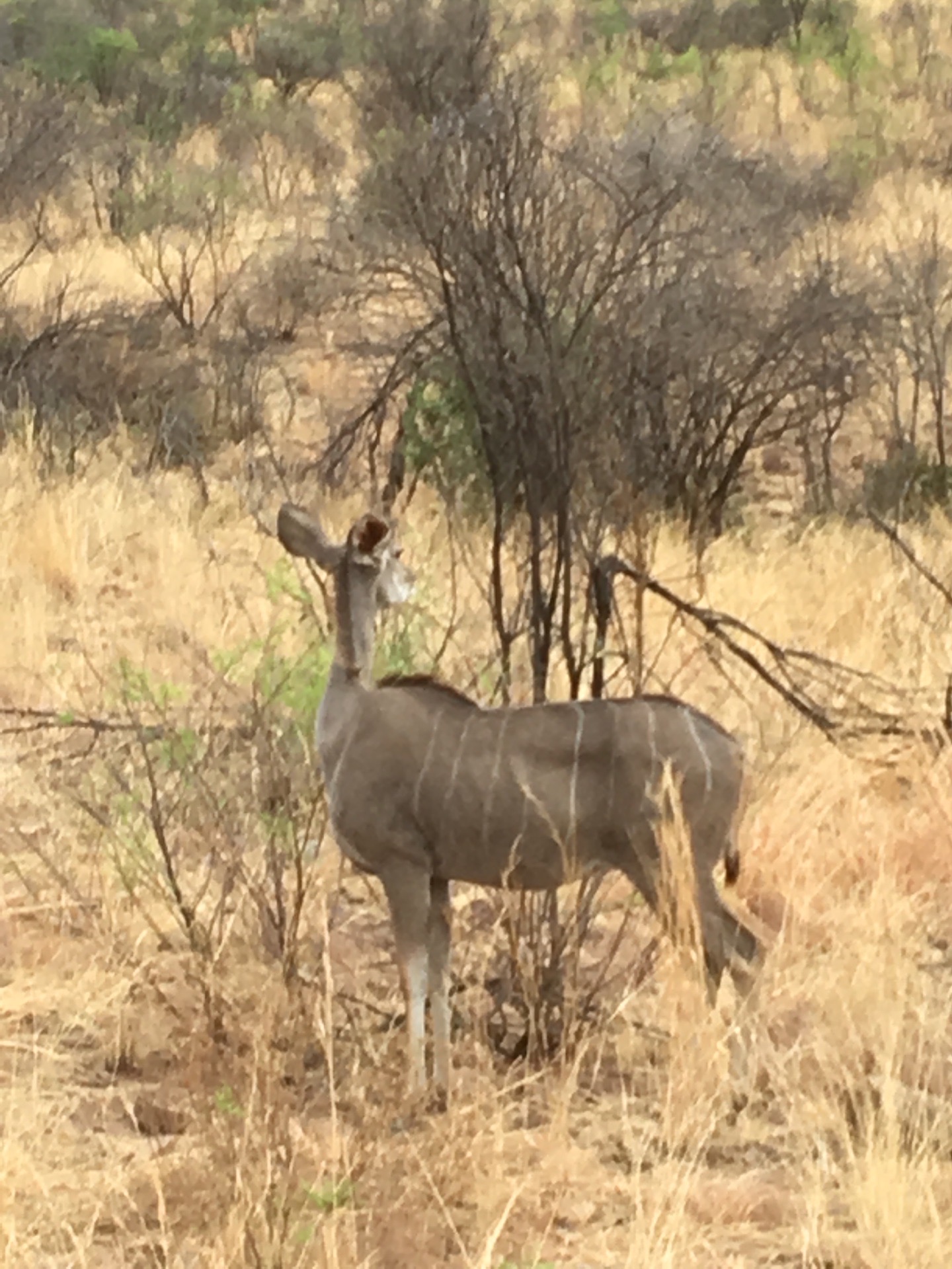 南非的大草原上生活着各种野生动物，我们住在观光游览车上，看到小鹿在悠闲地吃草。小路也警觉地看着我们。