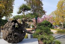 长青盆景园景点图片