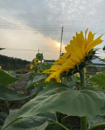 芒稻田园生态淮扬菜