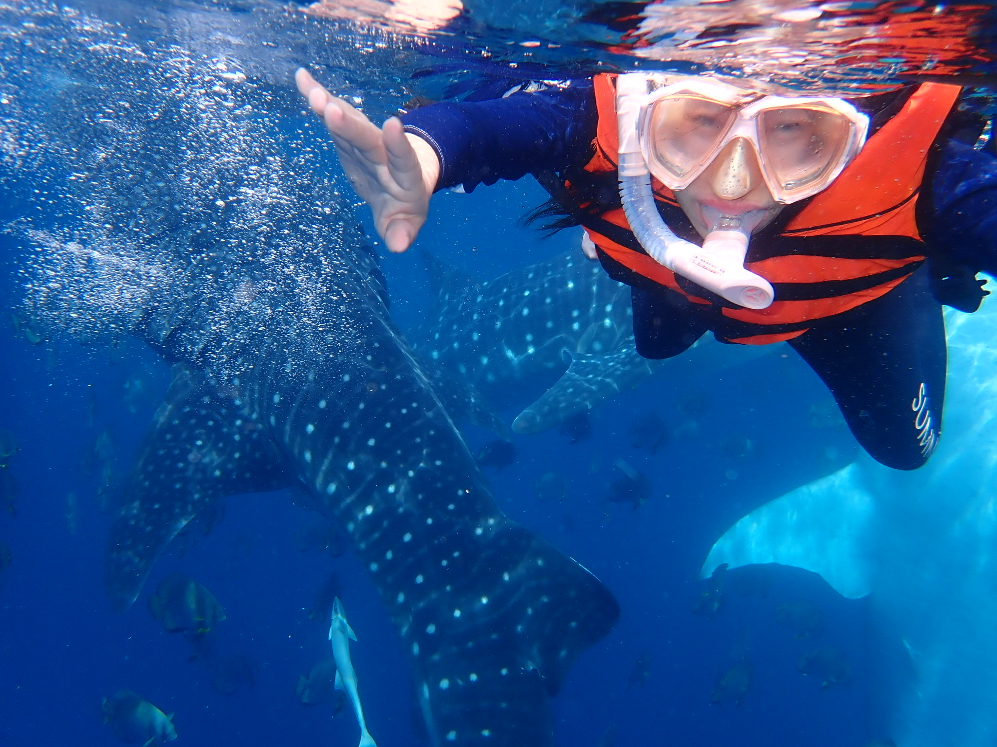 体验鲸鲨共游和沙丁鱼风暴 | 宿务薄荷岛