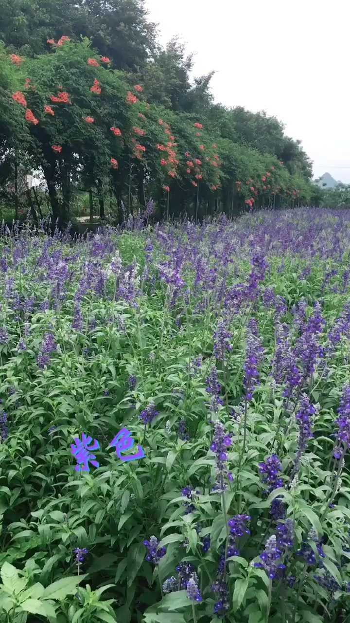 柳州紫色的春天。