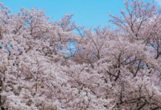 花开集市十里樱花景点图片