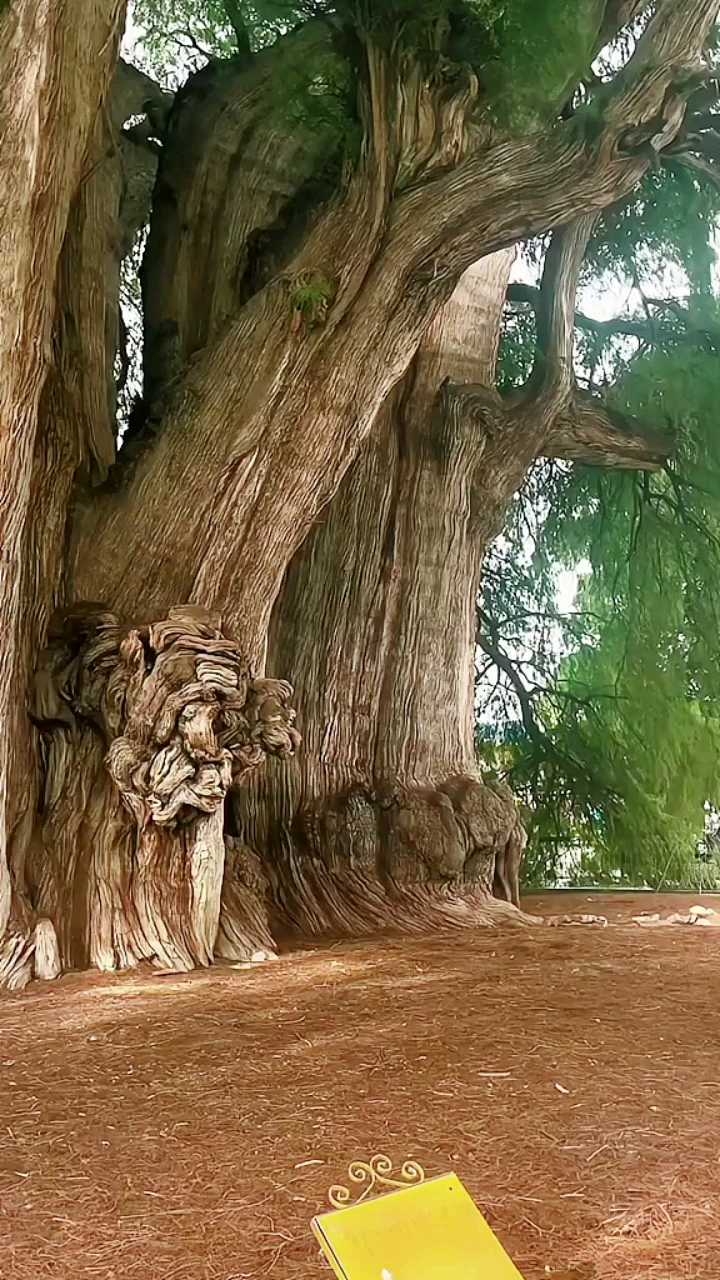 世界上最宽的树