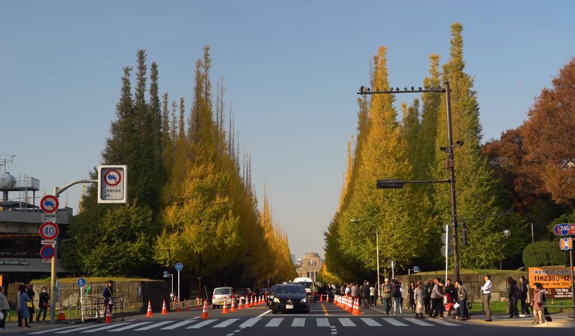 明治神宫外苑的银杏大道  提到东京的银杏大道，立刻想到的就是气势滂礡的「明治神宫外苑银杏并木」，巨大