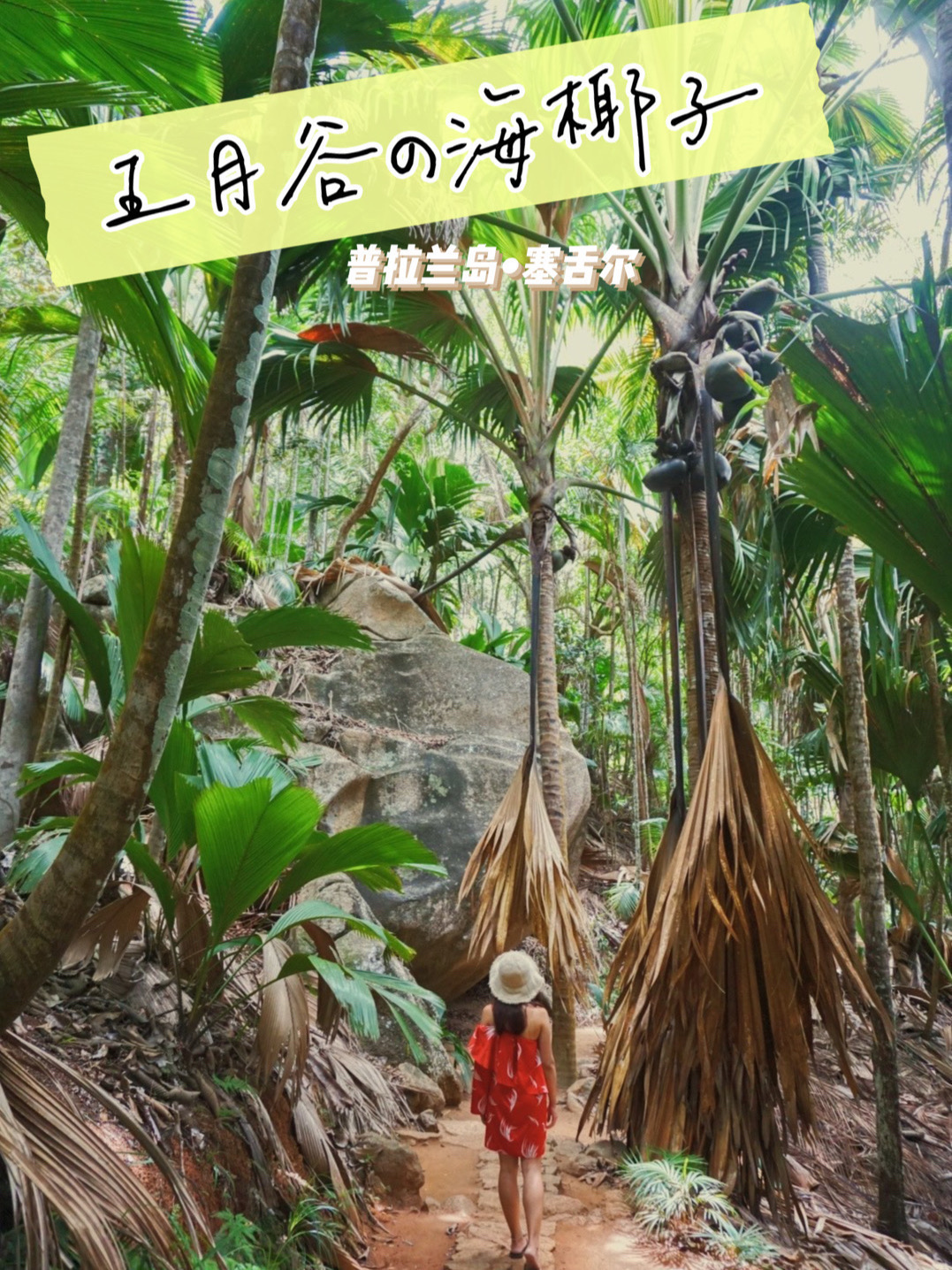 屁股椰子——世界上长相最令人脸红的奇特植物‼️  我发四‼️这一定是世界上长相最令人脸红的奇特植物—
