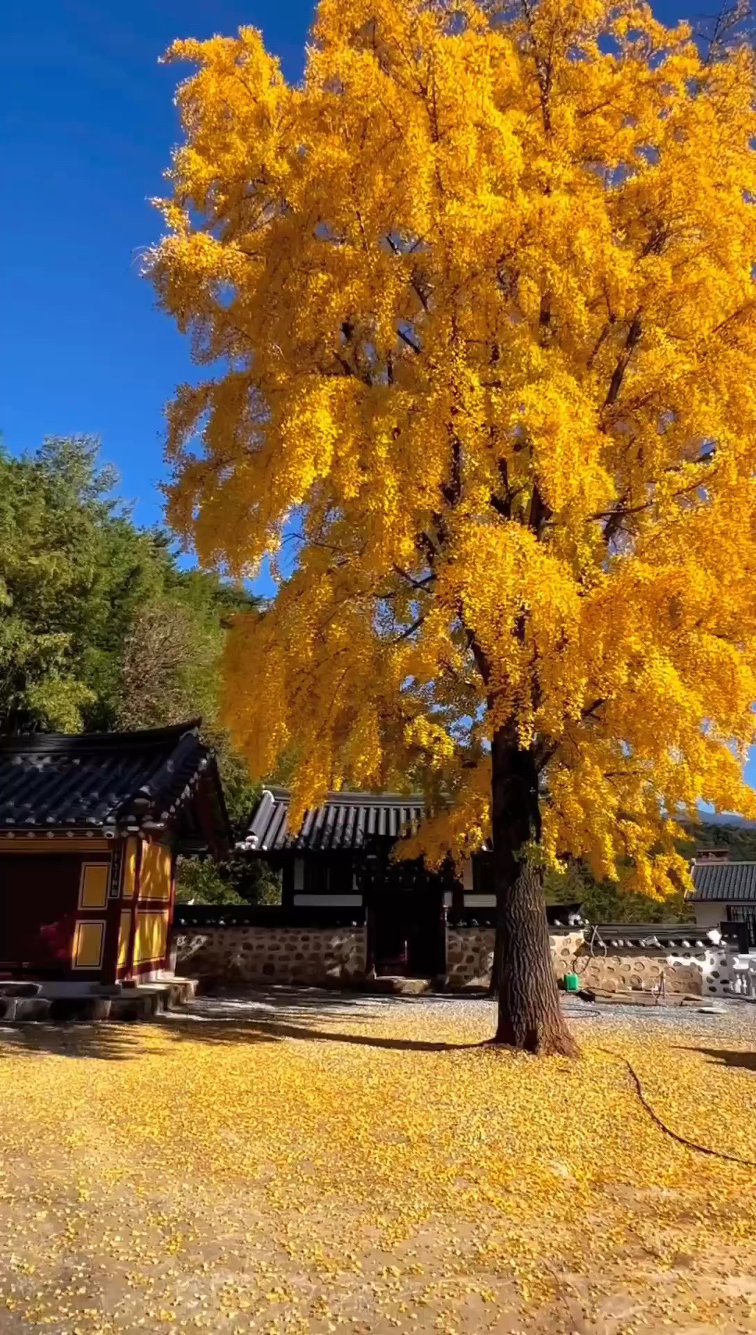 中国最美的秋景