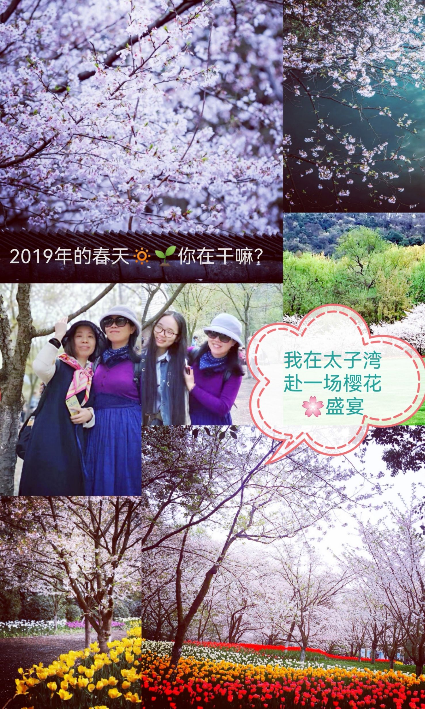 【寻芳之旅】2019春天你干嘛？我在赴一场樱花🌸盛宴
