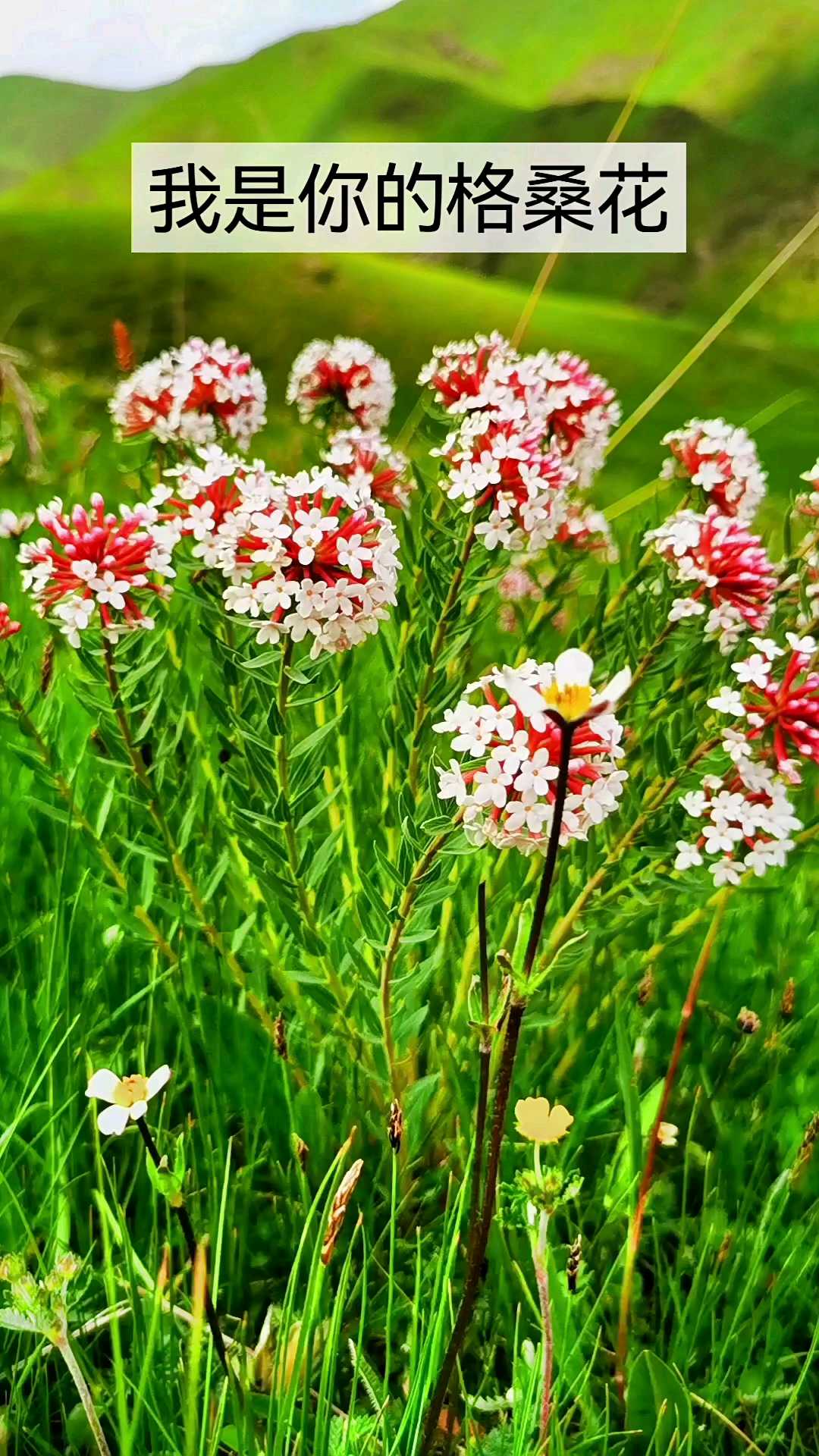 我是你的格桑花