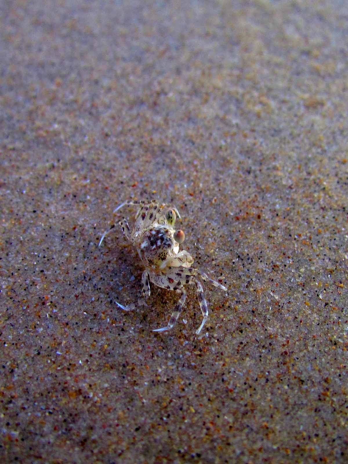 印度洋的鬼蟹