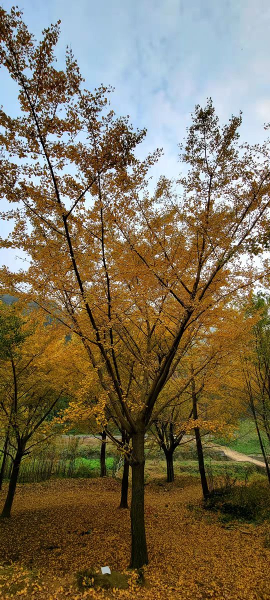银杏树国家森林公园