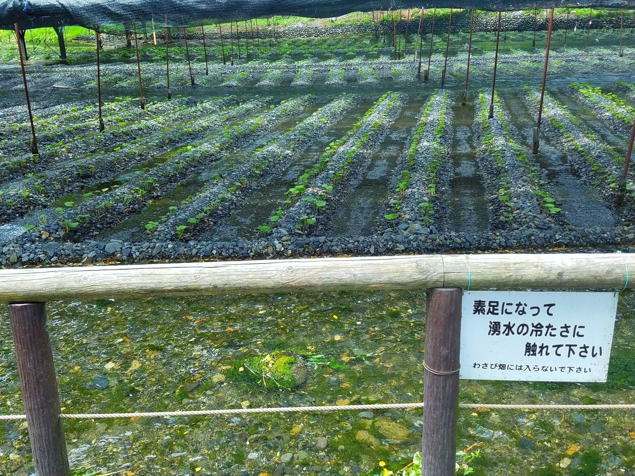 大王山葵农场