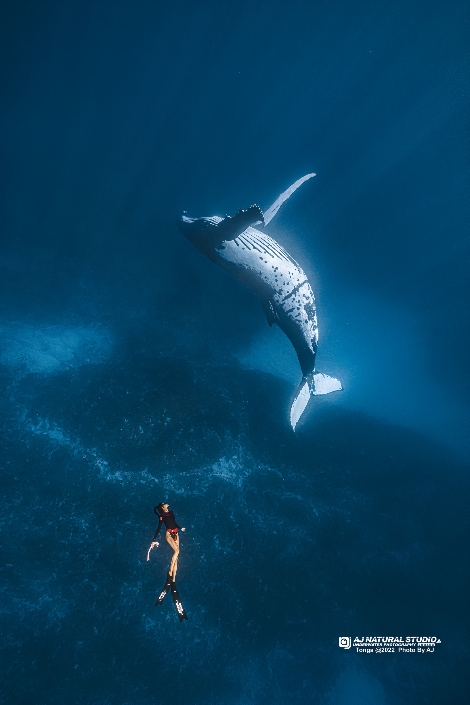 好照片一张足矣｜自由潜水｜汤加观鲸