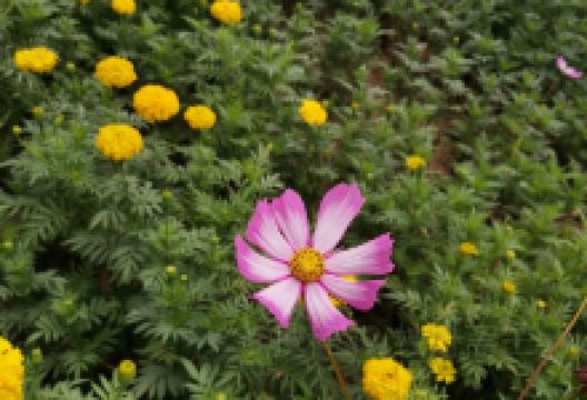 凤凰公园景点图片