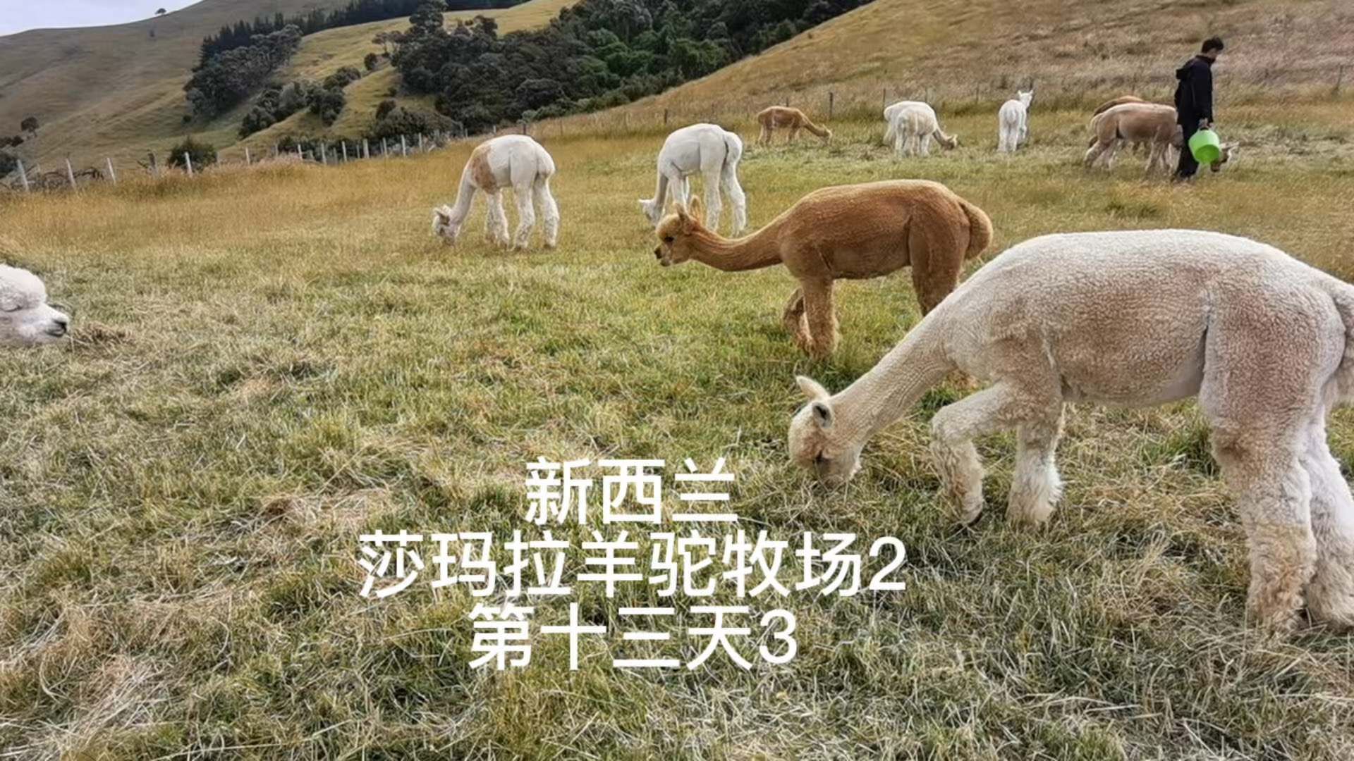 新西兰自驾游-58 莎玛拉羊驼牧场-2